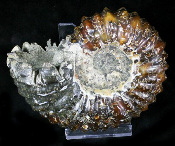 Agatized Douvilleiceras Ammonite #21636
